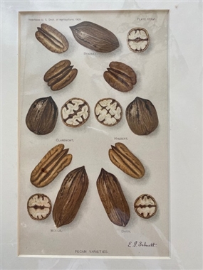 Nut Variety - 19th Century agricultural book plate